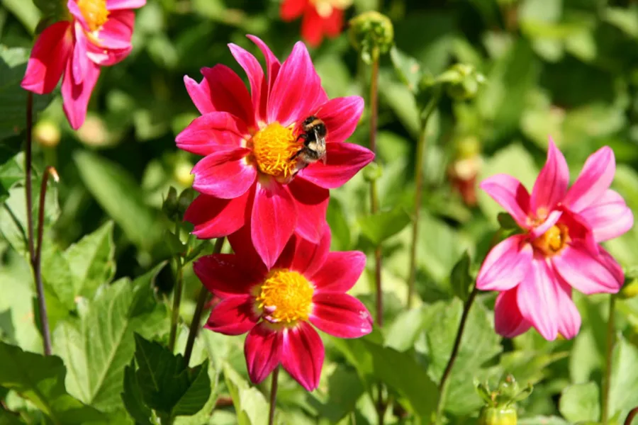 Luxury cruise gallery image 1